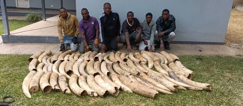 United for Impact ~ A major breakthrough in the fight against wildlife crime! The NPA stands with partner agencies in celebrating this decisive operation ~ proof that strategic collaboration delivers results.
