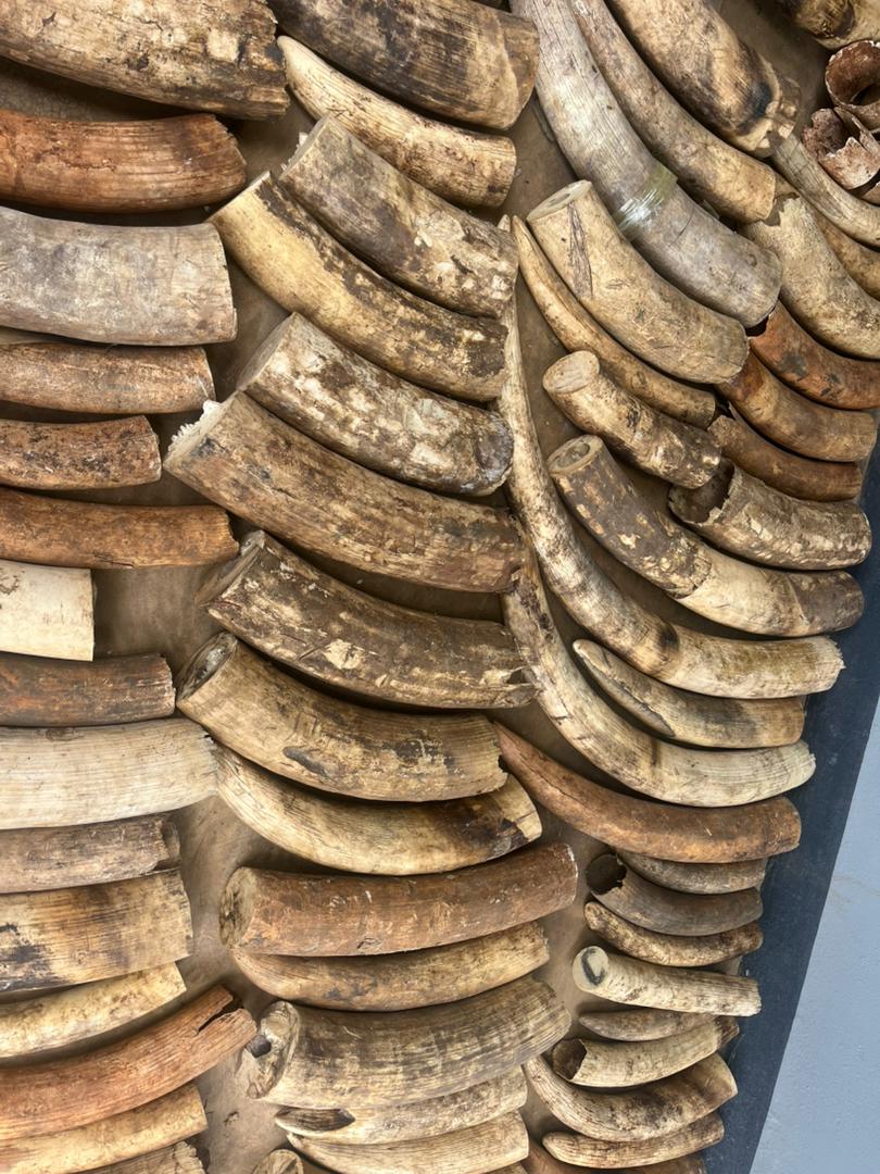 NEW WILDLIFE CRIMES DEPARTMENT TAKES ON HALF-TONNE IVORY CASE AS SIX DENY CHARGES