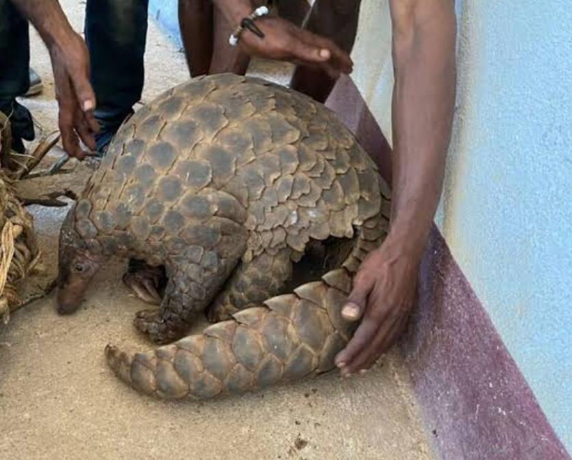 FOUR CONVICTED FOR ILLEGAL POSSESSION OF LIVE PANGOLIN